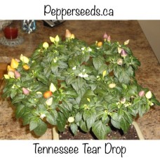 Tennessee Tear Drop Pepper Seeds