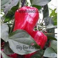 Big Bertha Pepper