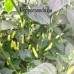 Tabasco Pepper Seeds 
