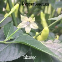Tabasco Pepper Seeds 