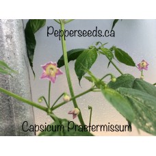 Capsicum Praetermissum Pepper
