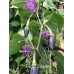 Purple Jalapeno Pepper Seeds 