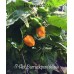 7-Pot Barrackpore Yellow Pepper Seeds