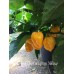 7-Pot Barrackpore Yellow Pepper Seeds