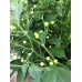 Aji Charapita Pepper Seeds 