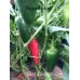 Giant Jalapeno Pepper Seeds