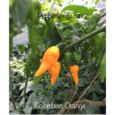 Colombian Orange Pepper Seeds 