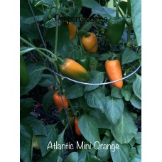 Atlantic Mini Orange Pepper