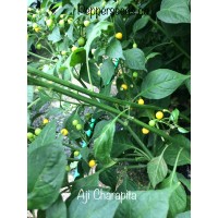 Aji Charapita Pepper Seeds 