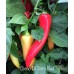 Corno Di Torro Red Pepper Seeds 