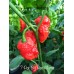 7-Pot Big Red Mama Pepper Seeds 