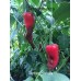 Numex Sandia Pepper Seeds 