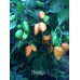 Chiclayo Pepper Seeds