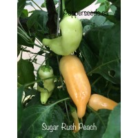 Sugar Rush Peach Pepper Seeds 