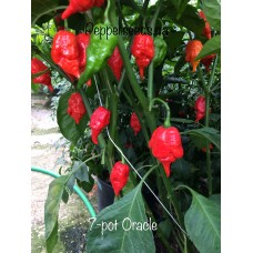 7-Pot Oracle Pepper Seeds
