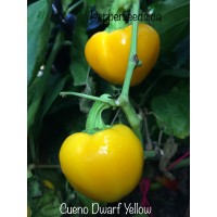 Cueno Dwarf Yellow Pepper Seeds 