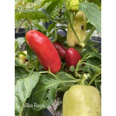 Alba Regia Pepper Seeds 