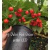 Aji Dulce Red Pepper Seeds Aji Dulce Red Pepper Seeds