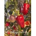 Jes's Morangum Purple Red NC Pepper Seeds Jes's Morangum Purple Red NC Pepper Seeds