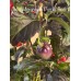 Jes's Morangum Purple Red NC Pepper Seeds Jes's Morangum Purple Red NC Pepper Seeds