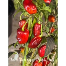 Jes's Morangum Purple Red NC Pepper Seeds Jes's Morangum Purple Red NC Pepper Seeds