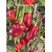 Jes's Morangum Purple Red NC Pepper Seeds Jes's Morangum Purple Red NC Pepper Seeds