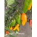 Naga Colt Tampdo Pepper Seeds Naga Colt Tampdo Pepper Seeds