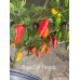 Naga Colt Tampdo Pepper Seeds Naga Colt Tampdo Pepper Seeds