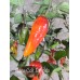 Naga Colt Tampdo Pepper Seeds Naga Colt Tampdo Pepper Seeds
