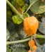 7-Pot Peach Pepper Seeds