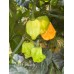 7-Pot Peach Pepper Seeds