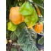7-Pot Peach Pepper Seeds