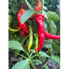 Guajillo Pepper Seeds