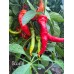 Guajillo Pepper Seeds