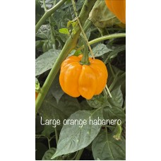Large orange habanero  Pepper Seeds