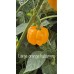 Large orange habanero  Pepper Seeds