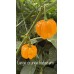 Large orange habanero  Pepper Seeds