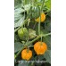 Large orange habanero  Pepper Seeds