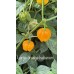 Large orange habanero  Pepper Seeds