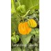 Large orange habanero  Pepper Seeds