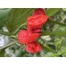 Mojo Pumpkin tail Pepper seeds Mojo Pumpkin tail Pepper seeds