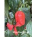 Mojo Pumpkin tail Pepper seeds Mojo Pumpkin tail Pepper seeds