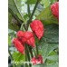 Mojo Pumpkin tail Pepper seeds Mojo Pumpkin tail Pepper seeds