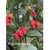 Mojo Pumpkin tail Pepper seeds Mojo Pumpkin tail Pepper seeds