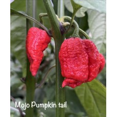 Mojo Pumpkin tail Pepper seeds Mojo Pumpkin tail Pepper seeds