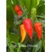 Death Spiral x Primotali Pepper Seeds Death Spiral x Primotali Pepper Seeds