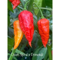 Death Spiral x Primotali Pepper Seeds Death Spiral x Primotali Pepper Seeds
