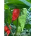 Death Spiral x Primotali Pepper Seeds Death Spiral x Primotali Pepper Seeds
