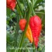 Death Spiral x Primotali Pepper Seeds Death Spiral x Primotali Pepper Seeds