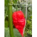 Death Spiral x Primotali Pepper Seeds Death Spiral x Primotali Pepper Seeds